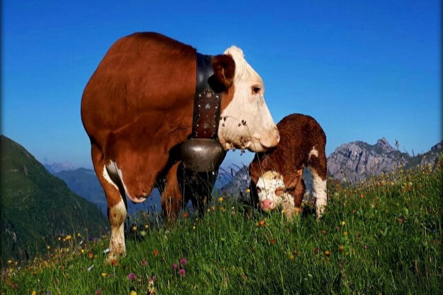 greenfarm's LUSSI mit neugeborenen Kalb...