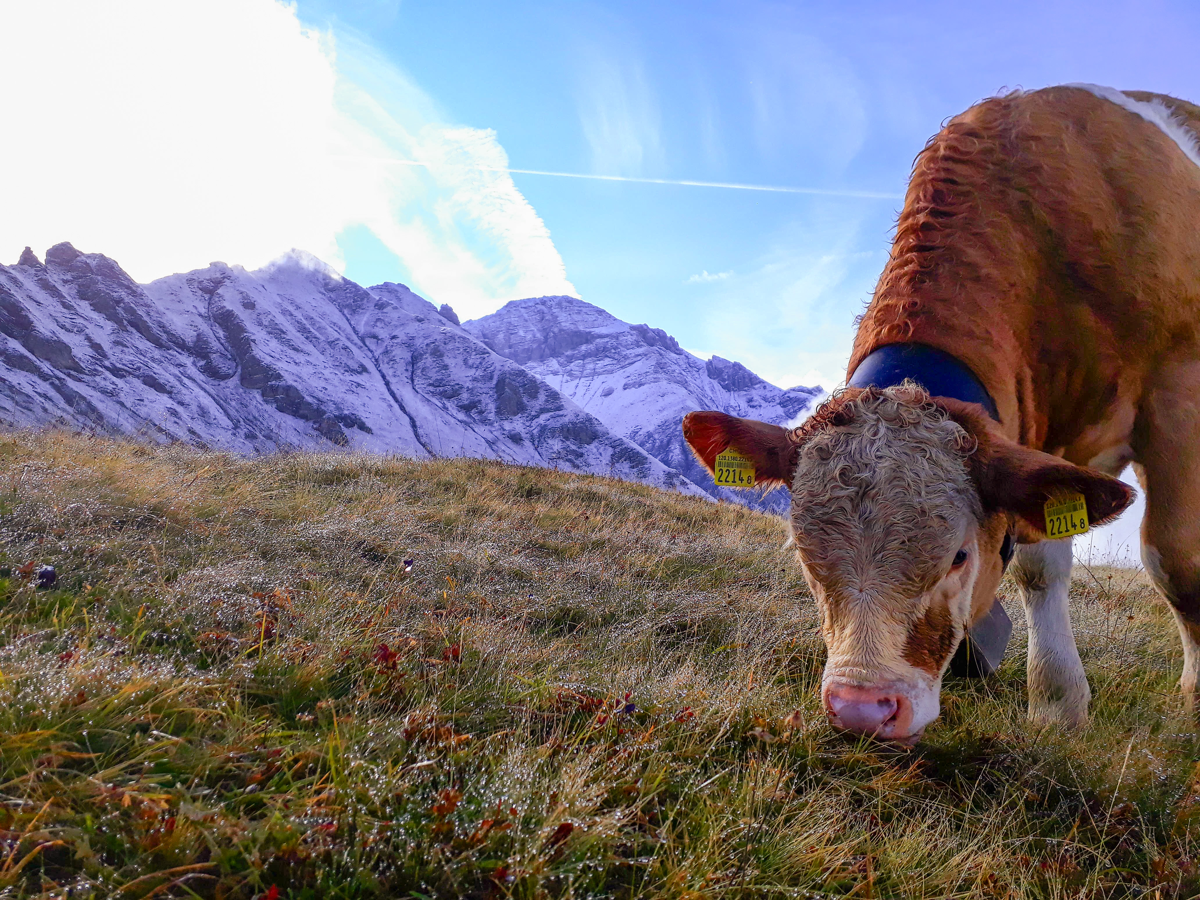 greenfarm's TANJA